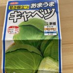 キャベツ　種　230116